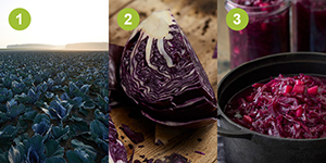 iglo_lila_wunder_presse_