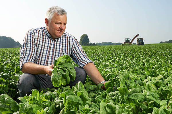 landwirt_spinat_feld_iglo